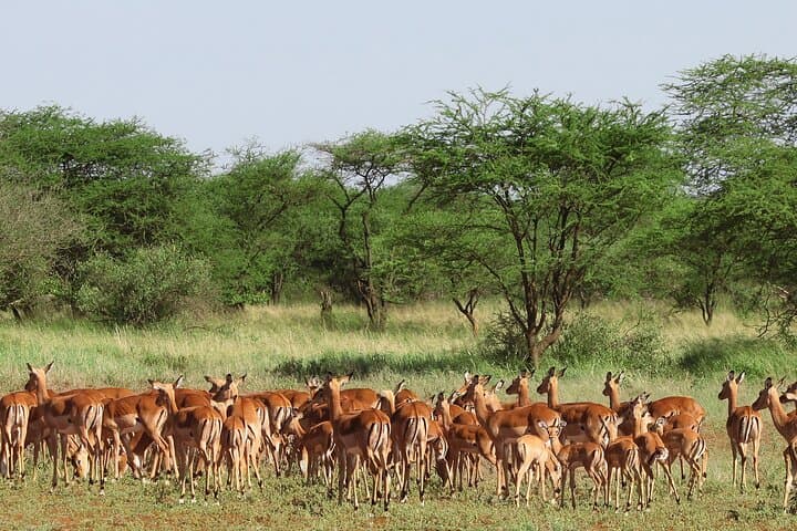 Private Tarangire National Park Day Safari from Arusha photo 6
