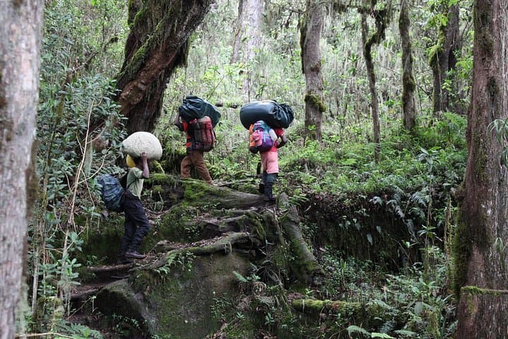 Marangu Day Hike to Kilimanjaro Base: Culture, Forest Trails & Views photo 2