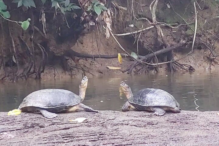 Punta Uva River Kayak and Beach Tour: Wildlife, Hike & Swim photo 3