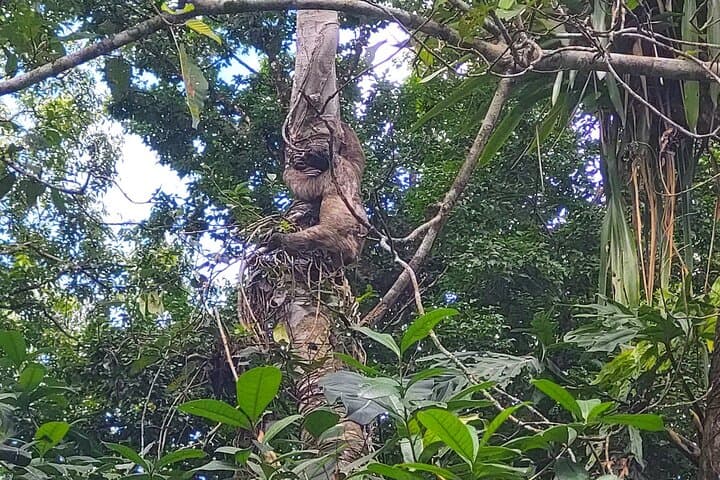 Punta Uva River Kayak and Beach Tour: Wildlife, Hike & Swim photo 6