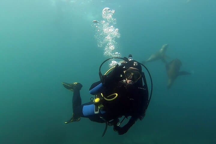 Dive with Sea Lions at Punta Loma — Private Scuba Experience in Puerto Madryn