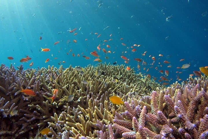 Snorkeling Nusa Penida: Manta Point, Kelingking & Island Highlights photo 3