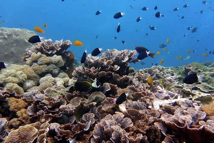 Snorkeling Nusa Penida: Manta Point, Kelingking & Island Highlights photo 4