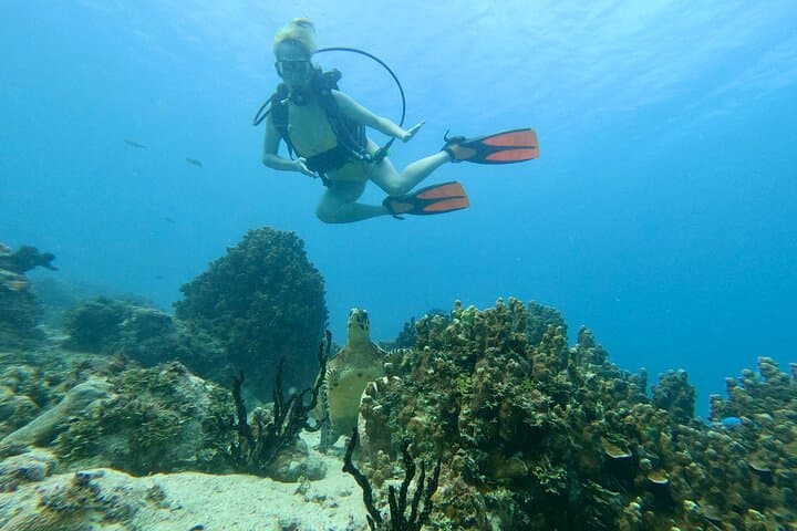 Dogleg Reef Beach Dives — Guam Scuba Trips for Beginners and Experienced Divers photo 5