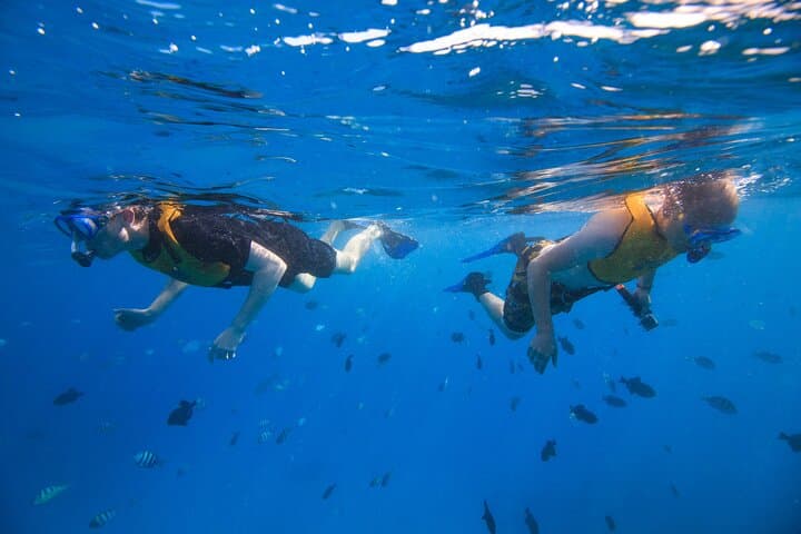 Waikiki Deluxe Snorkel & Wildlife Cruise: Slide, Swim, Spot Turtles and Dolphins photo 4
