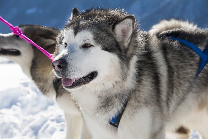Husky Sledding in Levi — 5 km Self-Drive Arctic Safari photo 5