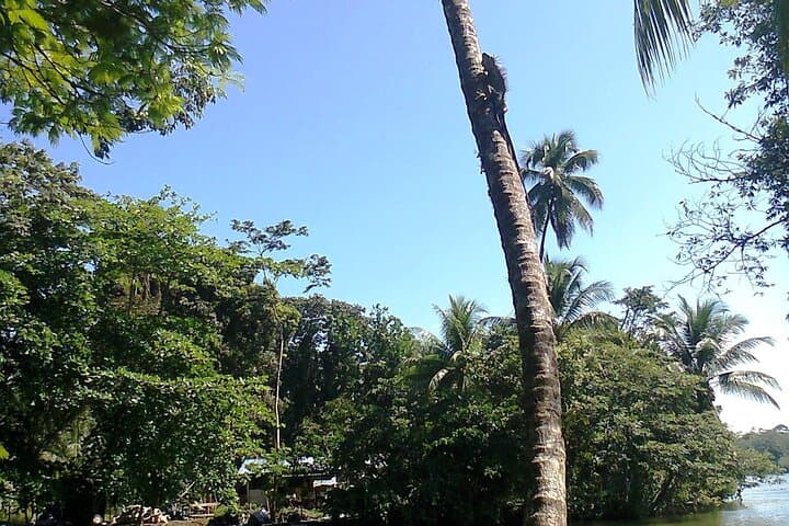 Puerto Limon Combo Tour: Canal Cruise, Plantation Walk & City Viewpoint photo 4