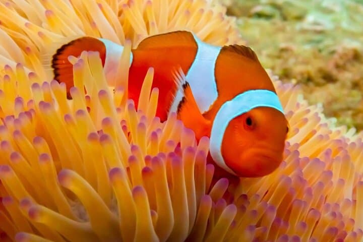Nemo Island Speedboat Snorkel: Samae San Reef Day Trip from Pattaya photo 2