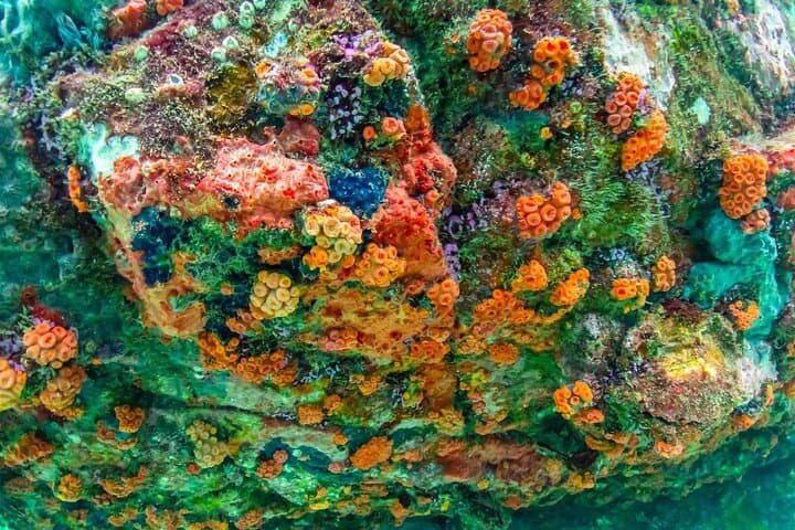 Nemo Island Speedboat Snorkel: Samae San Reef Day Trip from Pattaya photo 3