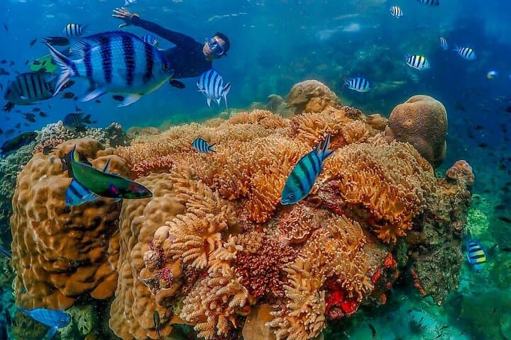 Nemo Island Speedboat Snorkel: Samae San Reef Day Trip from Pattaya photo 6