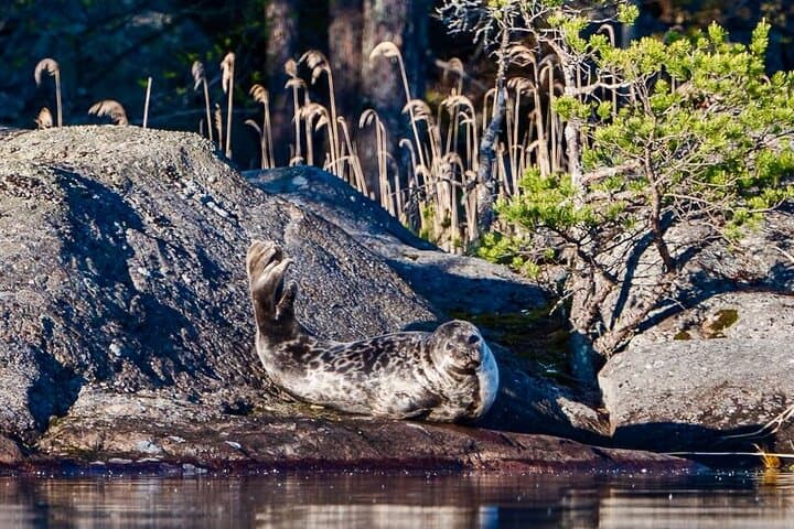 Puumala Saimaa Seal Cruise — Electric Boat Wildlife and Archipelago Tour photo 3