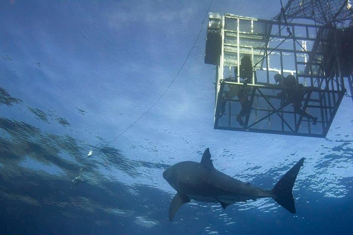 Cage Diving with Great White Sharks in Gansbaai — Full-Day Tour from Cape Town photo 6