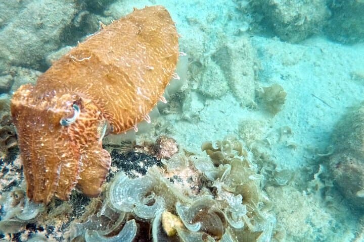 Boat Try Scuba Diving Tour at La Mer Beach — Beginner Scuba Experience in Dubai photo 6