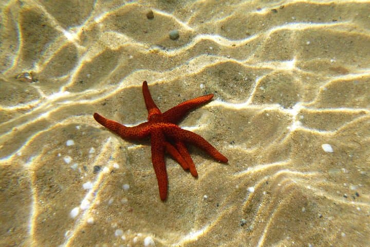 Panormos Bay Snorkel: Private 1-Hour Guided Aegean Adventure with GoPro Photos photo 3