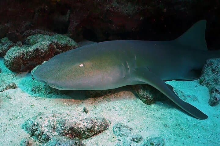 Key Largo 2-Tank Scuba Dive — 65-Minute Sites at Molasses & French Reef photo 5
