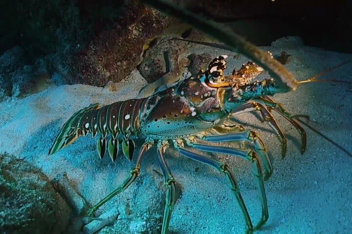 Key Largo 2-Tank Scuba Dive — 65-Minute Sites at Molasses & French Reef photo 6