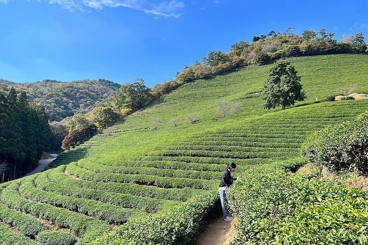Boseong Green Tea Fields & Haepyeong Lake Trail — Private Day Tour from Gwangju photo 3