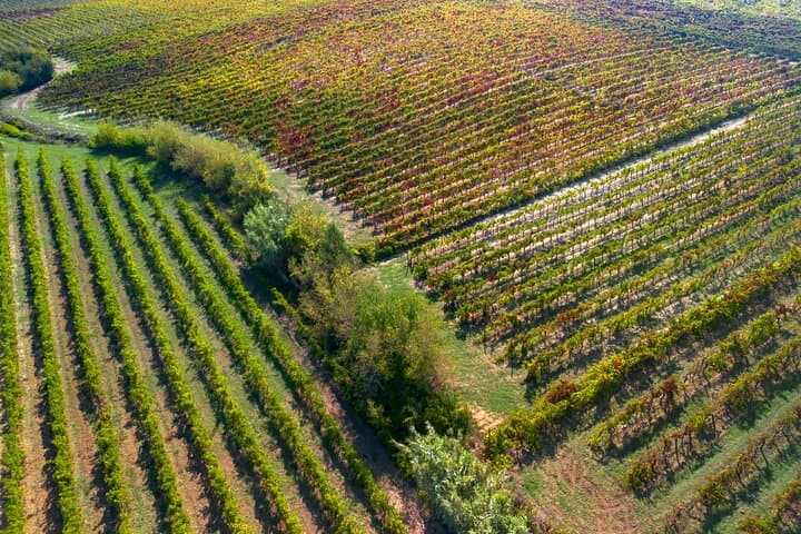Bairrada Sparkling Wine Tour from Coimbra: Private Full-Day Cellar Visits & Tasting