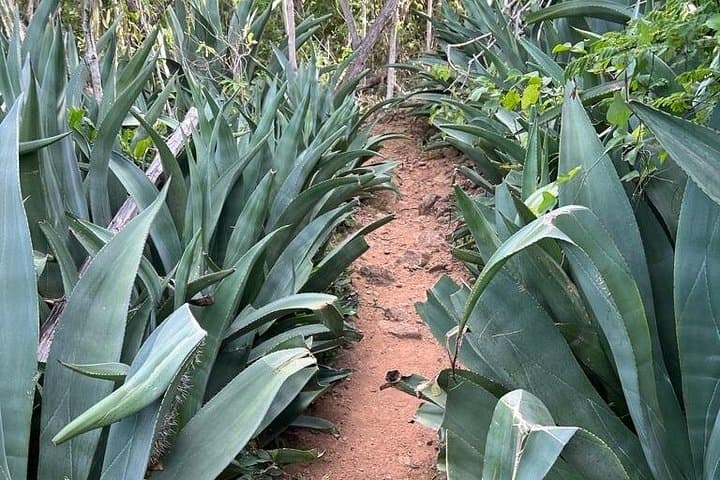 Hike Goto Meer Flamingo Trail — Guided North Bonaire Nature Walk photo 4