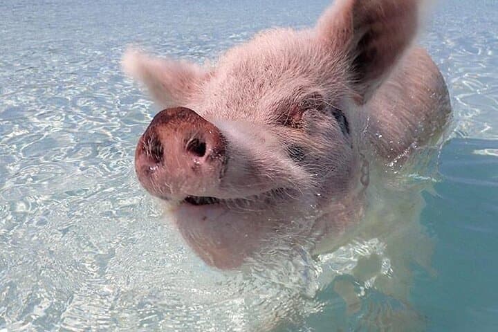 Swim with Nassau's Turtles and Pigs — Beach Day Excursion