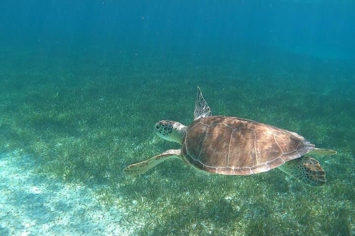 Swim with Nassau's Turtles and Pigs — Beach Day Excursion photo 3