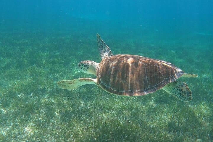 Swim with Nassau's Turtles and Pigs — Beach Day Excursion photo 4