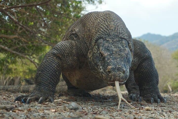 Komodo National Park One-Day Fast-Boat Tour from Labuan Bajo photo 4