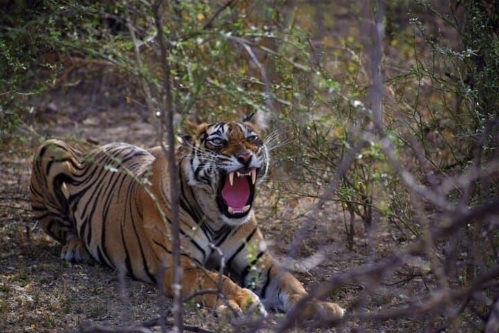 Private Tiger Safari: Day Trip from Jaipur to Ranthambore National Park photo 2