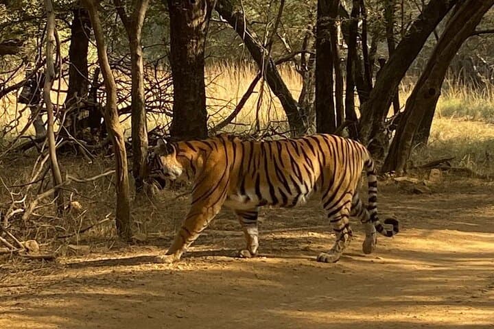 Private Tiger Safari: Day Trip from Jaipur to Ranthambore National Park photo 3