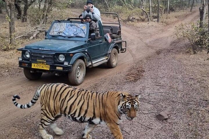 Private Tiger Safari: Day Trip from Jaipur to Ranthambore National Park