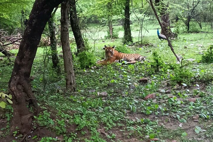 Private Tiger Safari: Day Trip from Jaipur to Ranthambore National Park photo 4