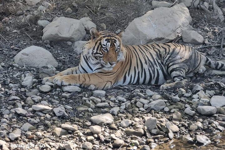 Private Tiger Safari: Day Trip from Jaipur to Ranthambore National Park photo 5