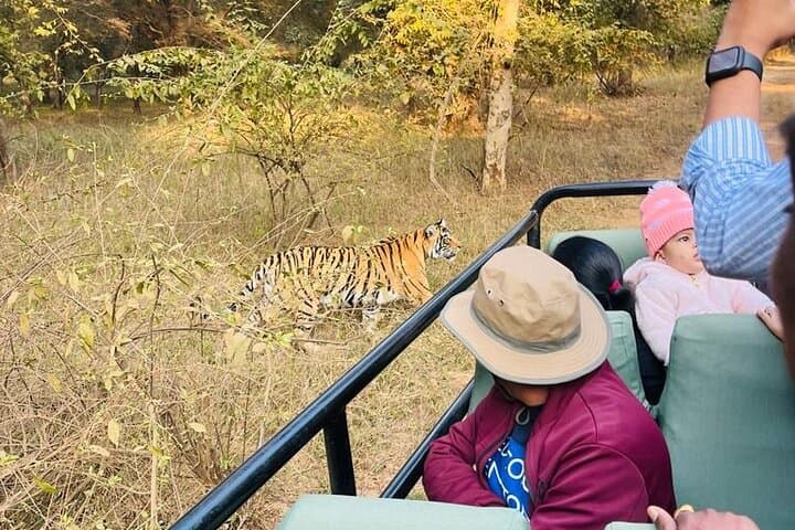 Private Tiger Safari: Day Trip from Jaipur to Ranthambore National Park photo 6