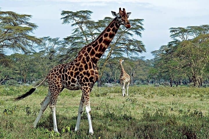 Nairobi National Park Safari: City-Edge Wildlife Adventure with Elephant Orphanage photo 2