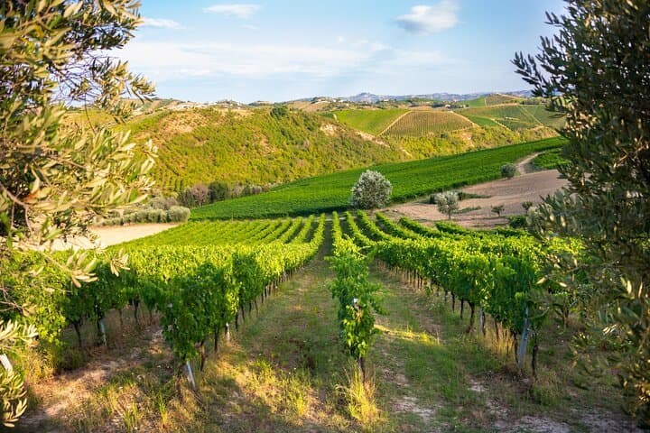 Full-Day Private Algarve Wine Tour from Albufeira | Wineries, Silves & Lagoa dos Salgados