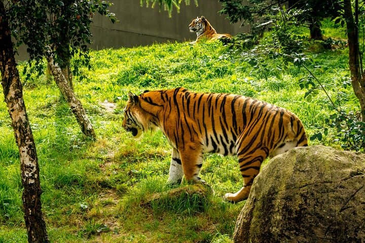 Dublin Zoo Skip-the-Line Tickets with Private Transfers from Dublin