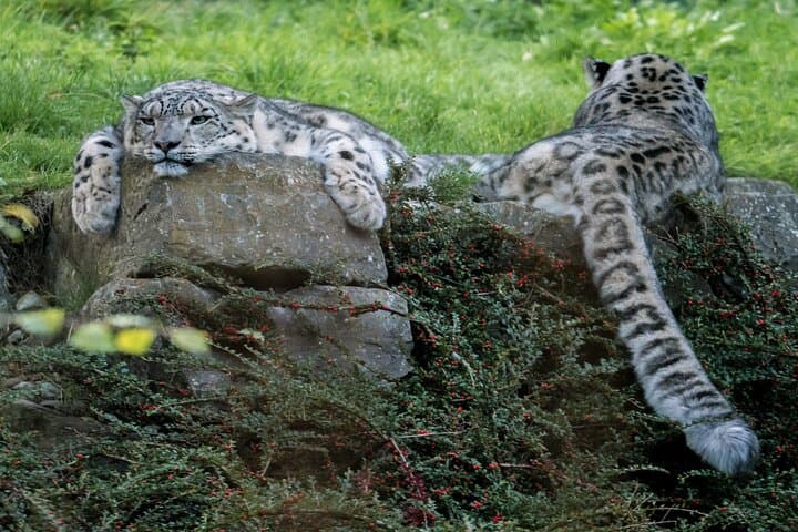 Dublin Zoo Skip-the-Line Tickets with Private Transfers from Dublin photo 3