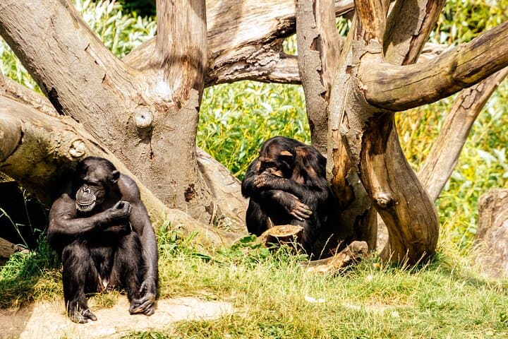 Dublin Zoo Skip-the-Line Tickets with Private Transfers from Dublin photo 4