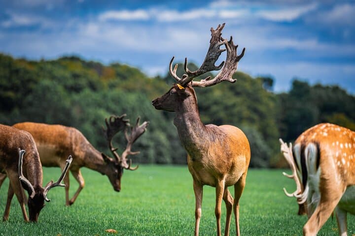 Dublin Zoo Skip-the-Line Tickets with Private Transfers from Dublin photo 5