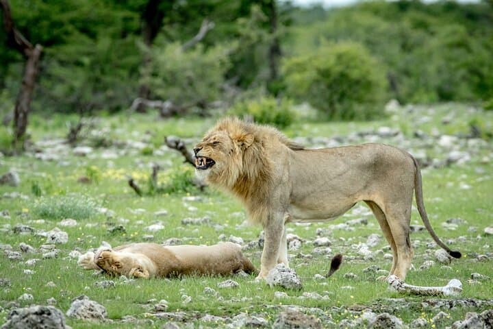 5-Day Sossusvlei, Swakopmund & Etosha Camping Adventure photo 5