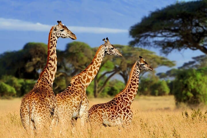 4-Day Serengeti & Ngorongoro Camping Safari from Arusha photo 4