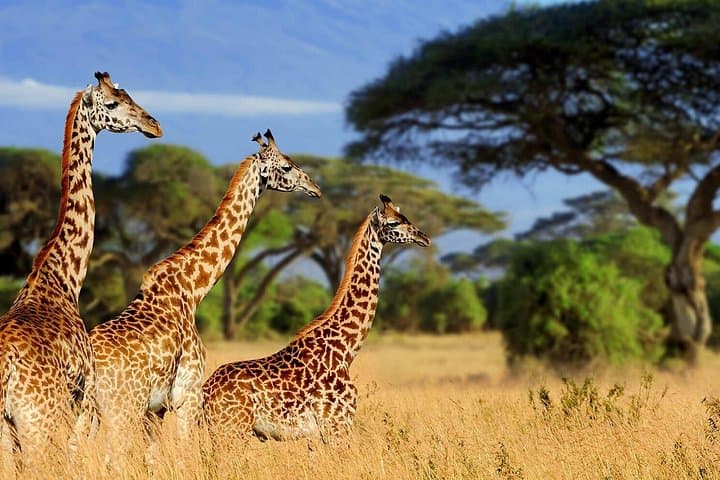 Giraffe Center and Kibera Slums Guided Tour — Feed Rothschild Giraffes & Walk Kibera photo 3