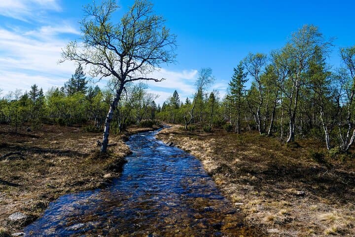 E‑Fatbiking in Saariselkä: Taiga Forest Electric Fatbike Tour in Lapland photo 2