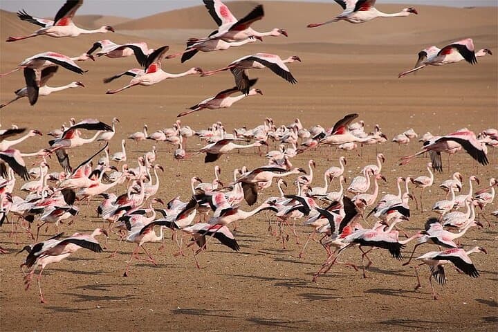 5-Day Sossusvlei, Swakopmund & Etosha Camping Adventure photo 4