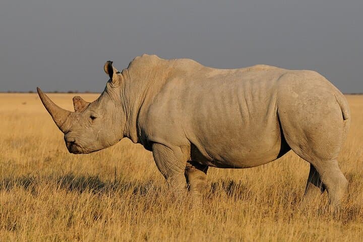 5-Day Sossusvlei, Swakopmund & Etosha Camping Adventure photo 2