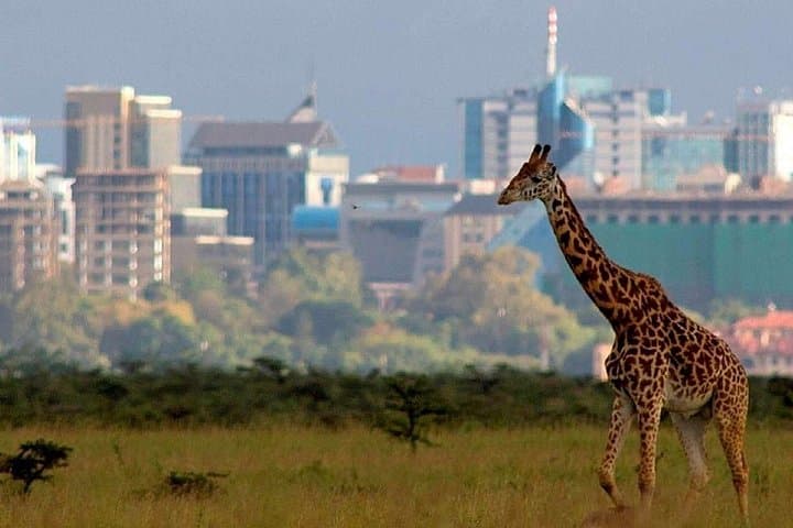Explore Nairobi National Park: Half-Day Private Safari from Nairobi in a 4x4 photo 2