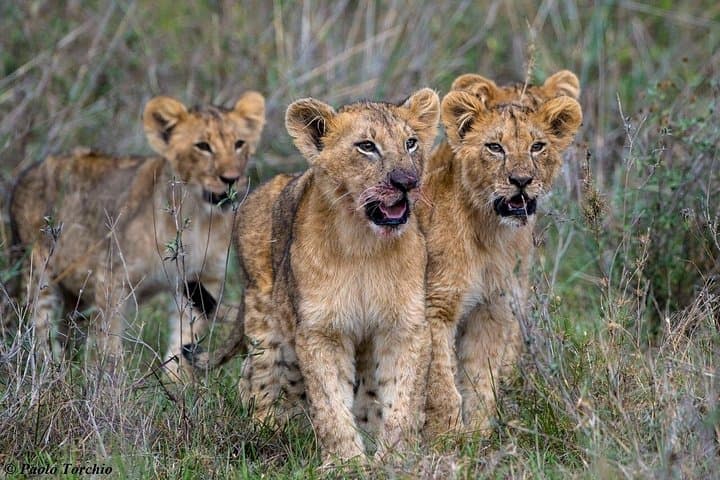 Explore Nairobi National Park: Half-Day Private Safari from Nairobi in a 4x4 photo 4