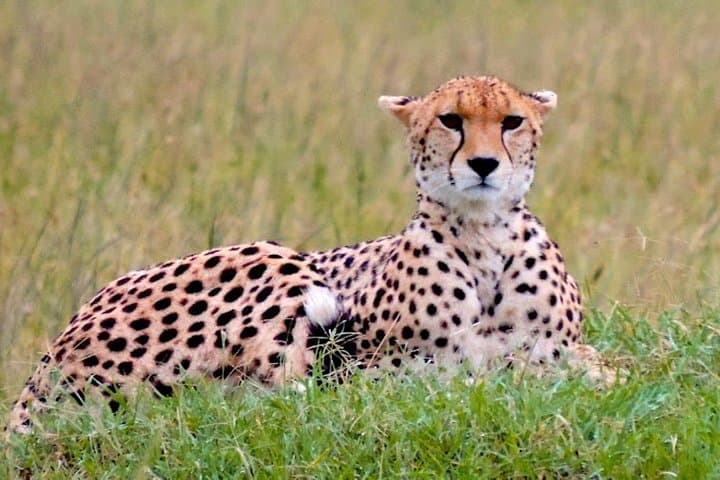 8-Day Bush and Beach Private Safari: Masai Mara, Rift Valley Lakes & Diani Beach photo 1