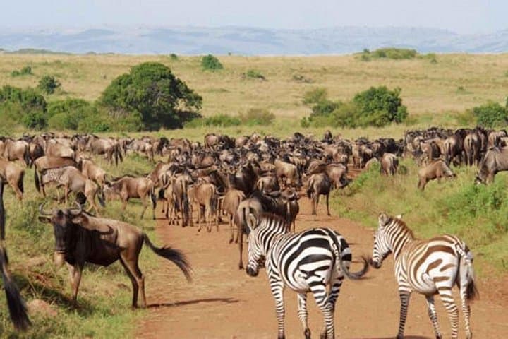 8-Day Bush and Beach Private Safari: Masai Mara, Rift Valley Lakes & Diani Beach photo 3