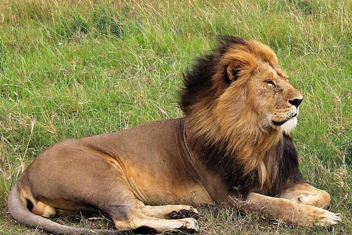 8-Day Bush and Beach Private Safari: Masai Mara, Rift Valley Lakes & Diani Beach photo 4